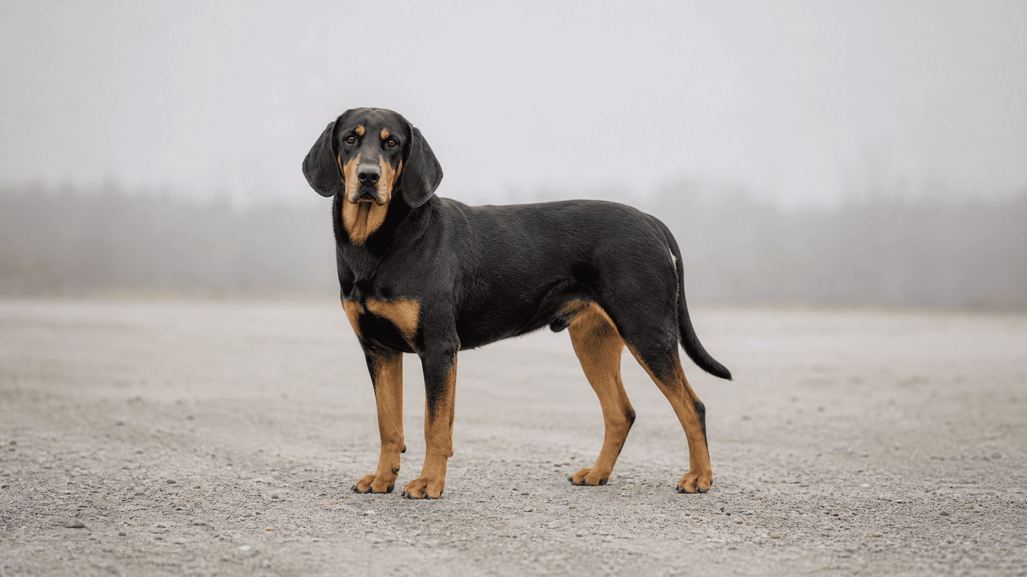 Montenegrin Mountain Hound