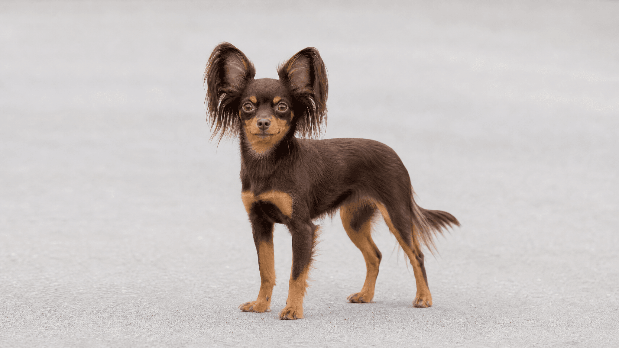 Russian Toy (Pequeño Perro Ruso)