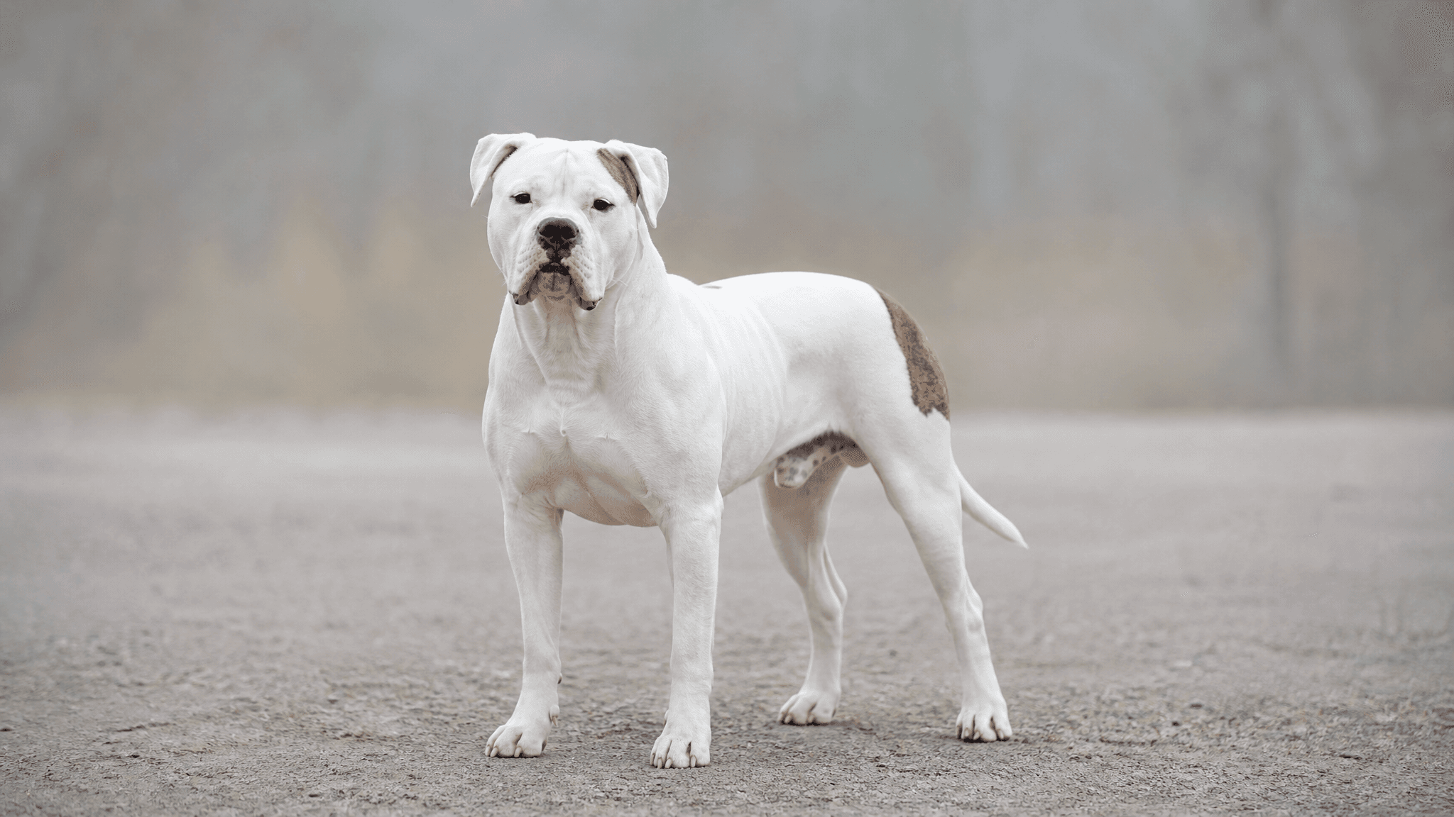 Bulldog Americano