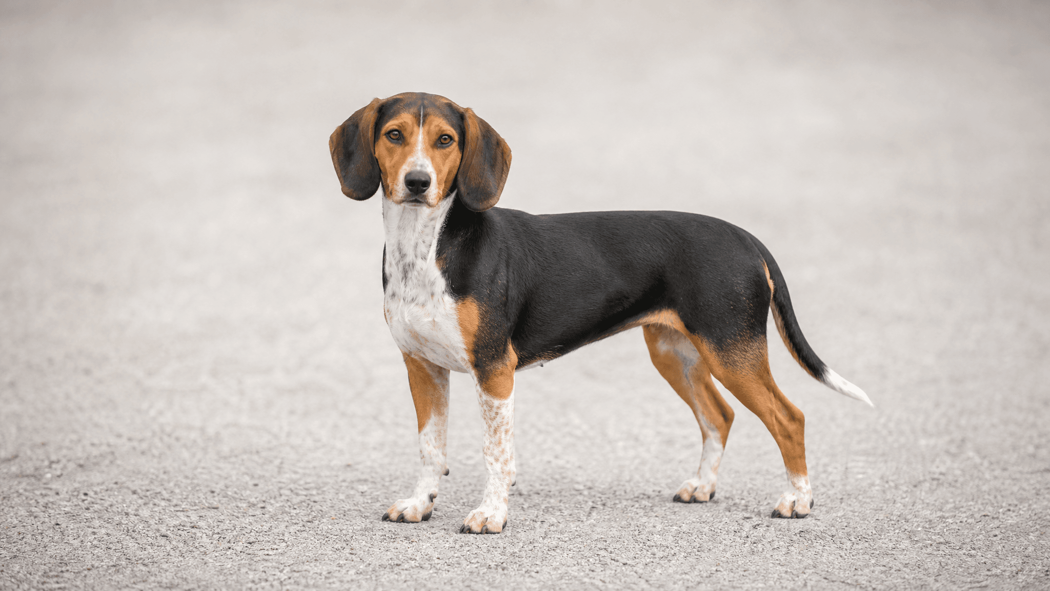 Small Swiss Hound