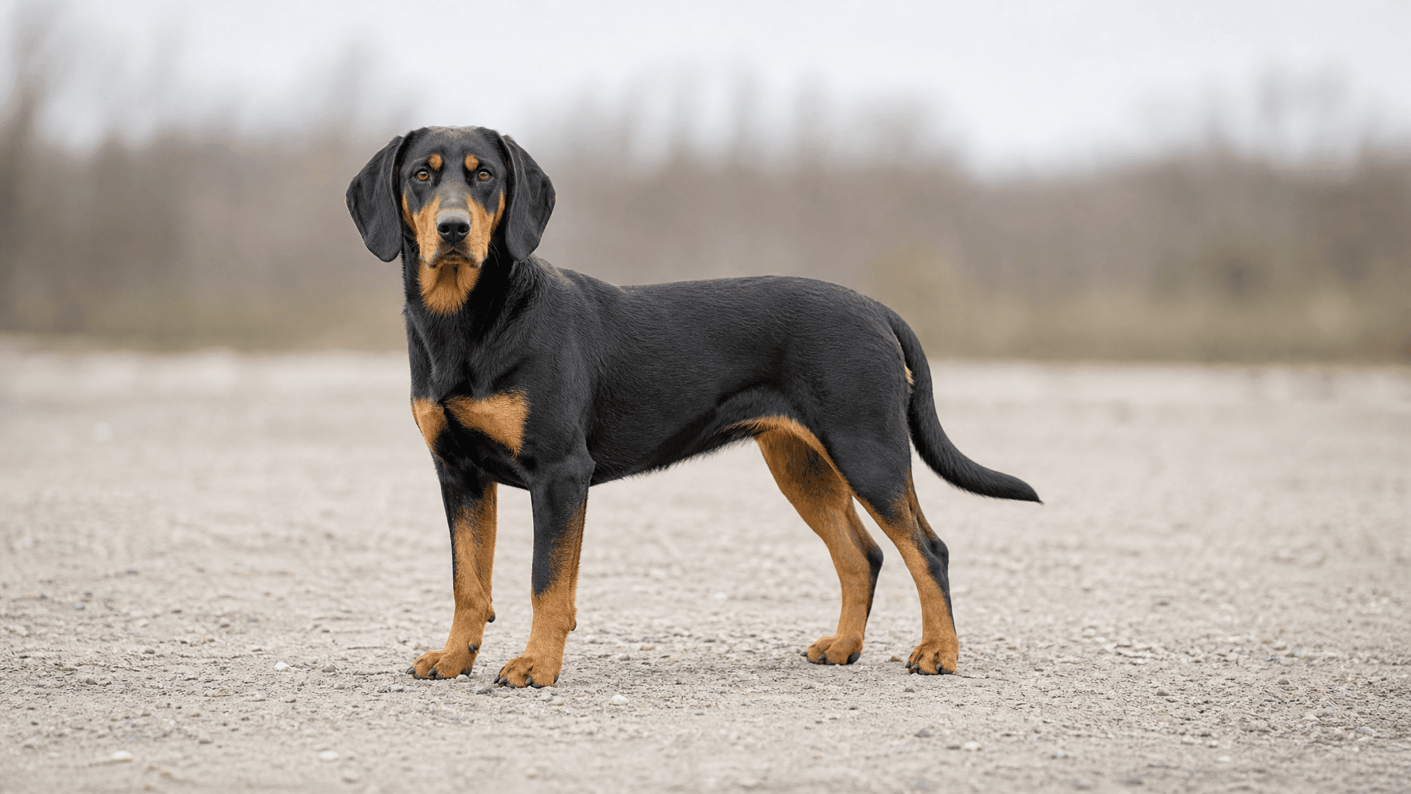 Gonczy Polski (Cão De Caça Polaco)